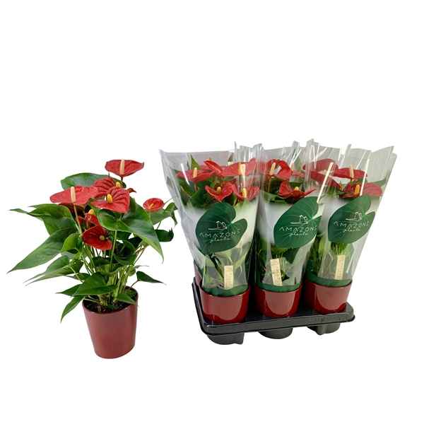 Горшечные цветы и растения оптом Anth An Aristo Red Ceramic 5+ (amazone) от 6шт из Голландии с доставкой по России