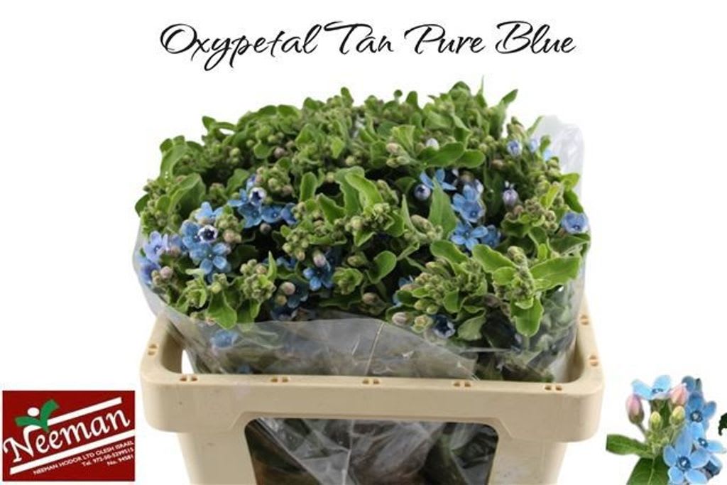Срезанные цветы оптом Oxypetalum tanioka pure blue от 50шт из Голландии с доставкой по России