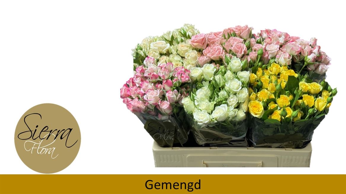 Срезанные цветы оптом Rosa spray mix in bucket от 40шт из Голландии с доставкой по России