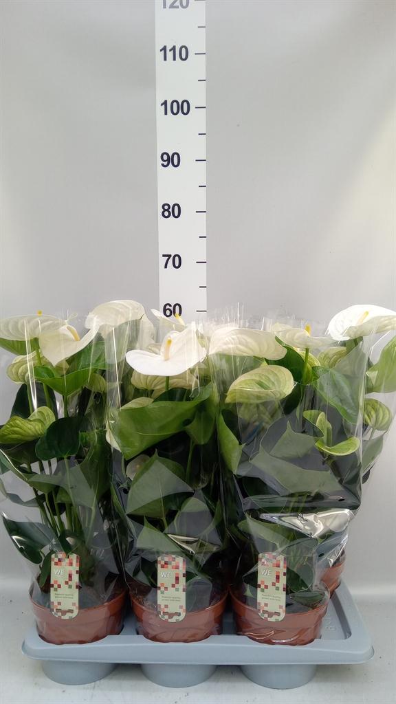 Горшечные цветы и растения оптом Anthurium Andr. alpine от 6шт из Голландии с доставкой по России
