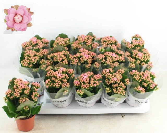 Горшечные цветы и растения оптом Kal Ge Mf Lillian от 15шт (для телеги) из Голландии с доставкой по России