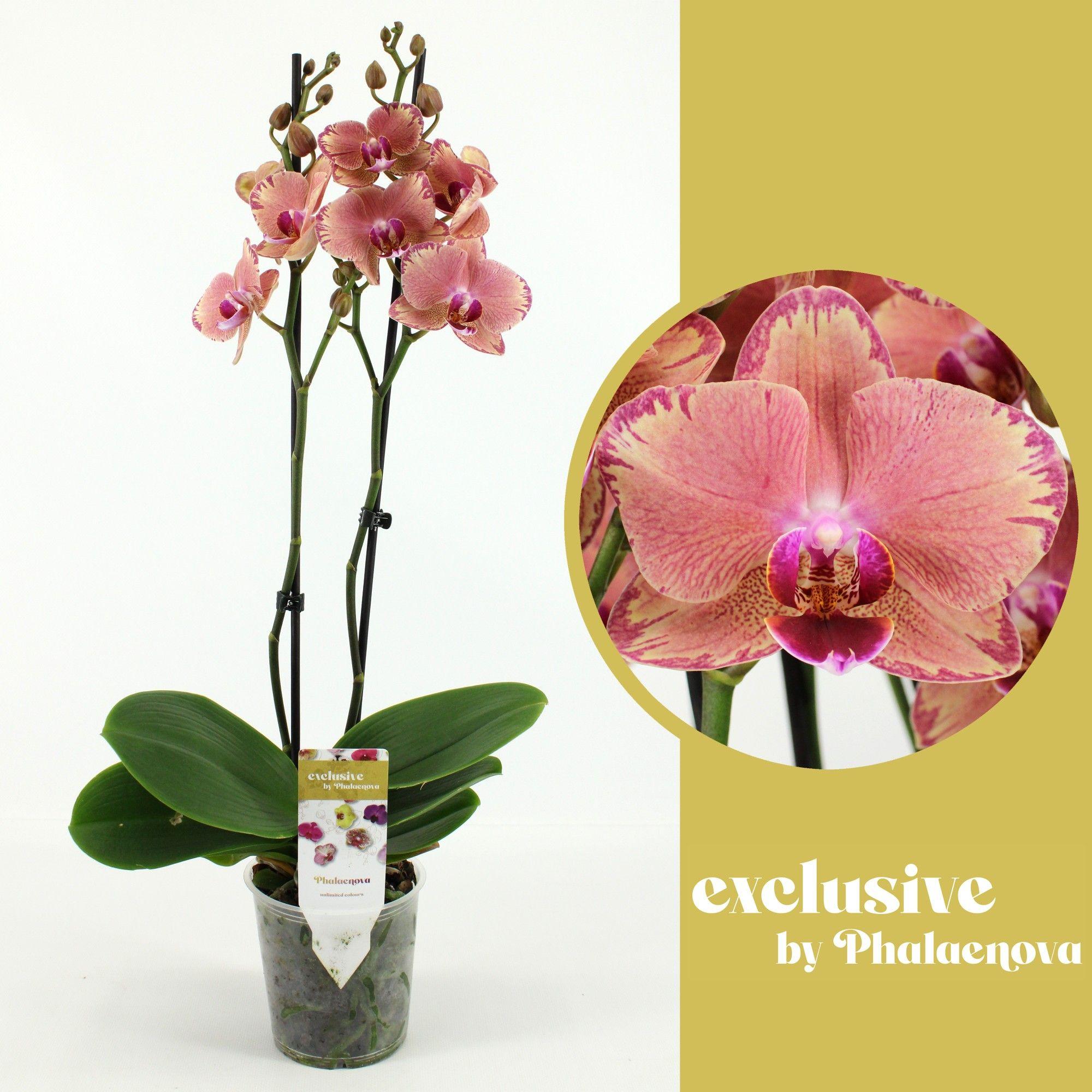 Горшечные цветы и растения оптом Phal 2st Pirate Picotee 18+ (phalaenova) от 10шт из Голландии с доставкой по России