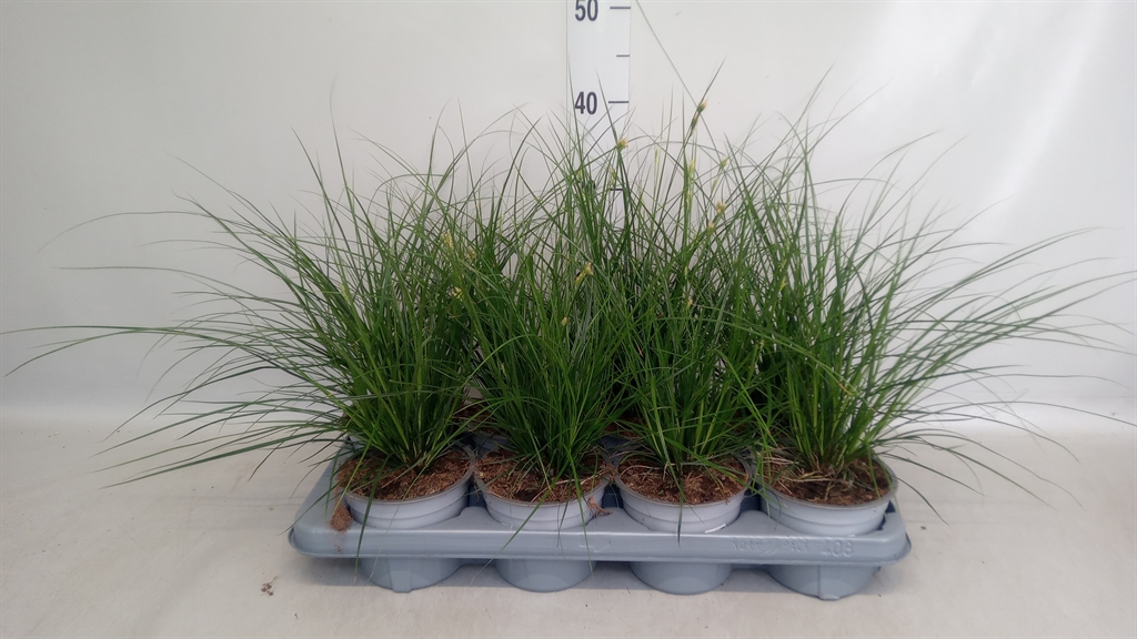 Горшечные цветы и растения оптом Carex Brunnea от 8шт из Голландии с доставкой по России
