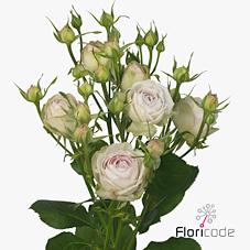 Срезанные цветы оптом Rosa spray silver lace от 240шт из Голландии с доставкой по России