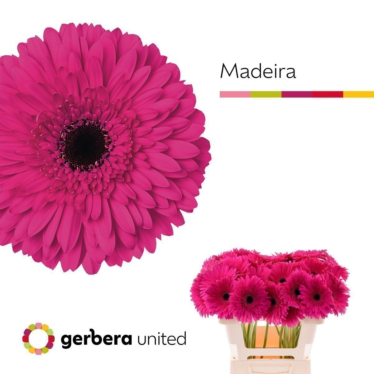 Срезанные цветы оптом Gerbera madeira от 40шт из Голландии с доставкой по России