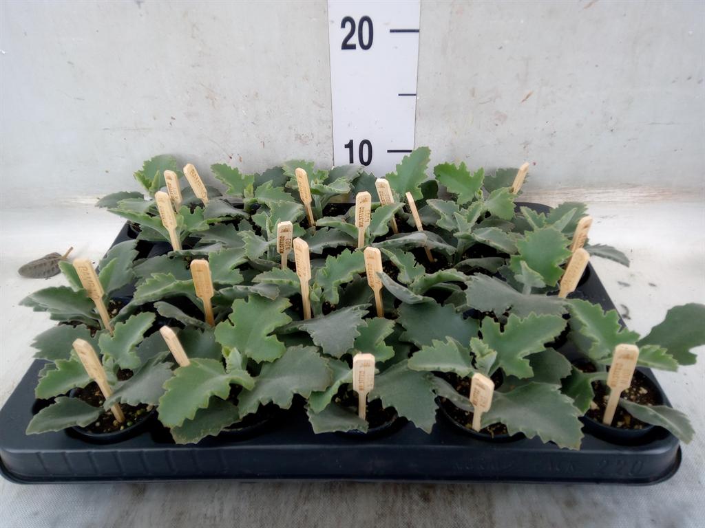 Горшечные цветы и растения оптом Kalanchoe Nf Beharensis от 20шт (для телеги) из Голландии с доставкой по России