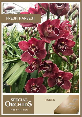 Срезанные цветы оптом Cymbidium red blazing fury от 10шт из Голландии с доставкой по России