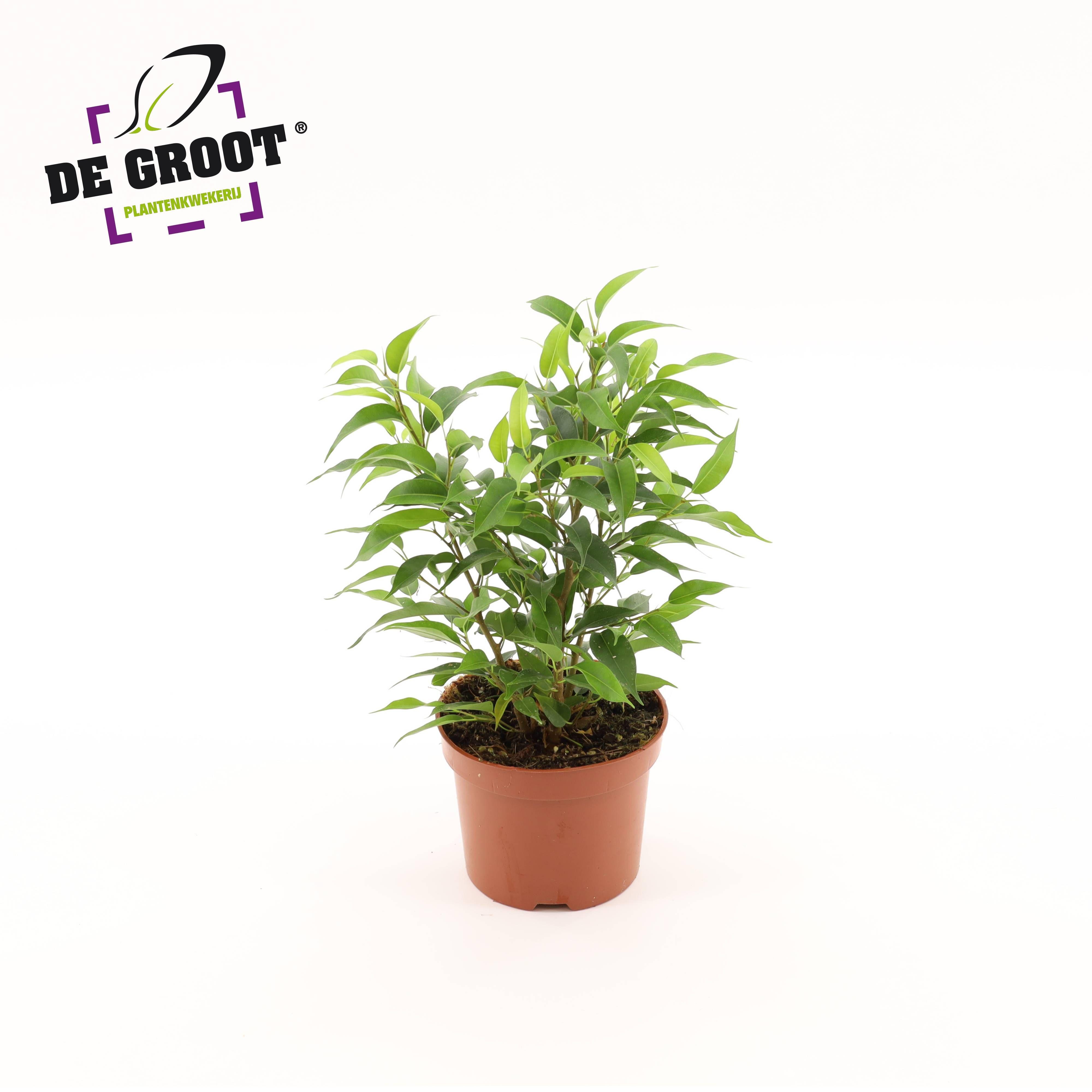 Горшечные цветы и растения оптом Ficus Be Natasja A от 10шт из Голландии с доставкой по России