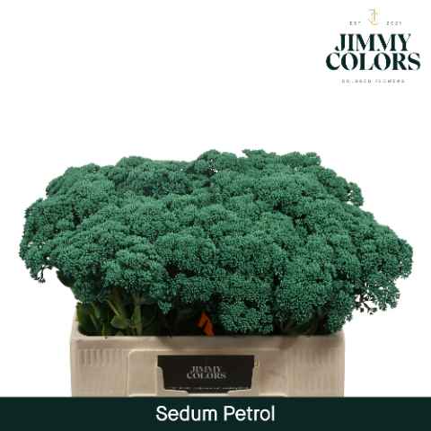 Срезанные цветы оптом Sedum paint petrol от 25шт из Голландии с доставкой по России