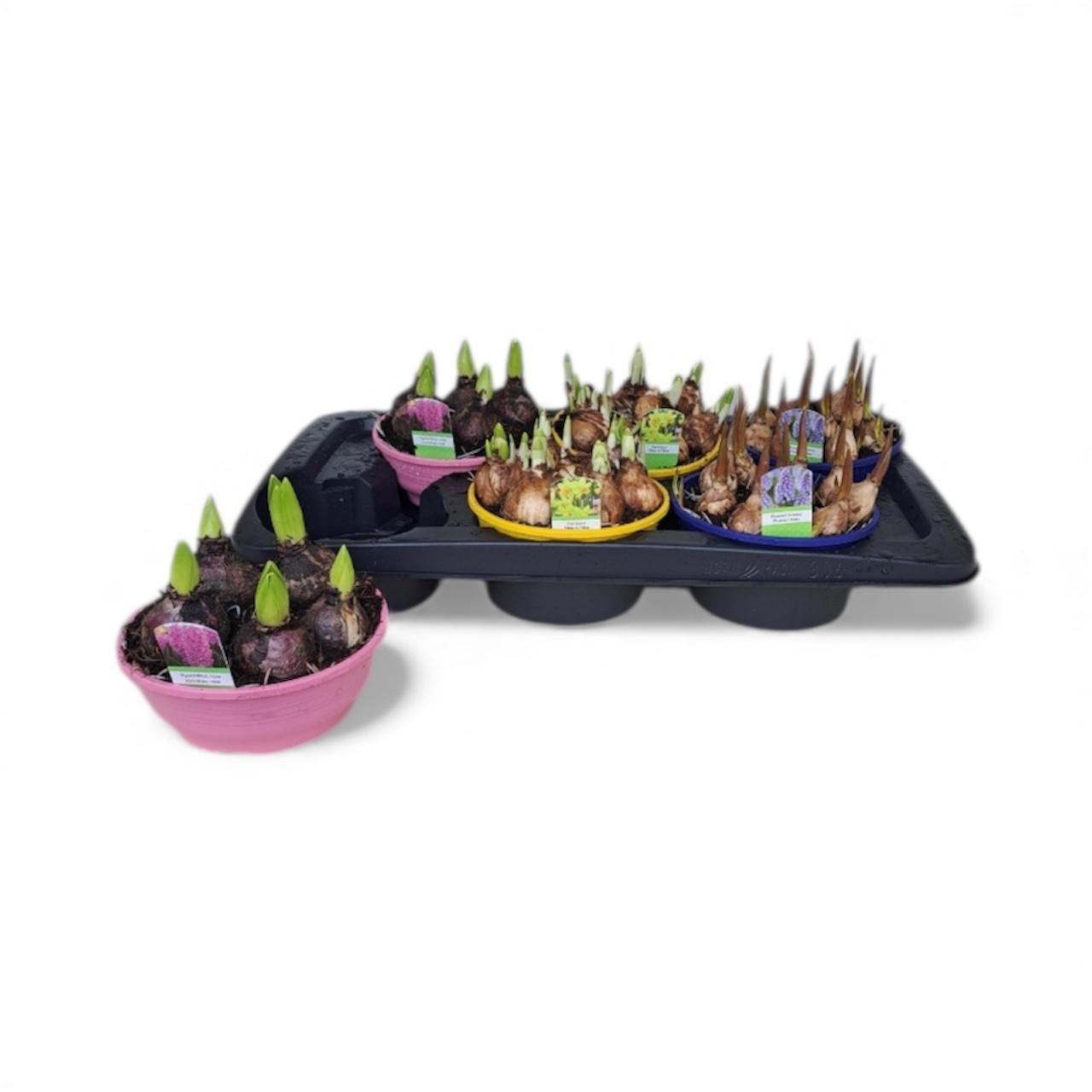 Горшечные цветы и растения оптом Bolbloemen Gem от 6шт из Голландии с доставкой по России