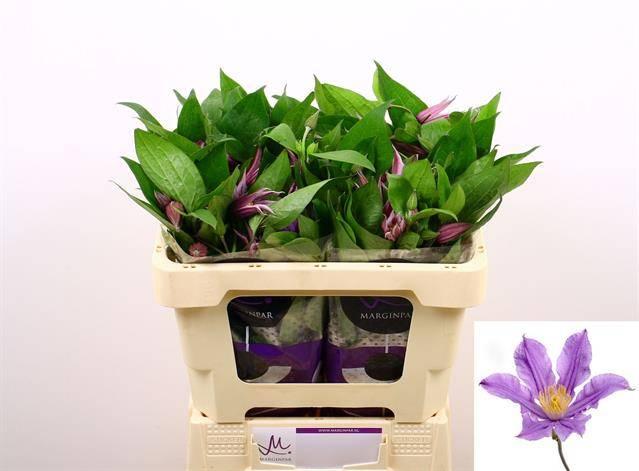 Срезанные цветы оптом Clematis amazing london от 60шт из Голландии с доставкой по России