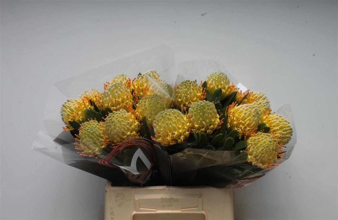 Срезанные цветы оптом Nutans cuneiforme от 20шт из Голландии с доставкой по России