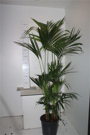 Горшечные цветы и растения оптом Howea Forsteriana 5pp от 1шт из Голландии с доставкой по России Горшечные цветы и растения оптом Howea Forsteriana 5pp от 1шт из Голландии с доставкой по России