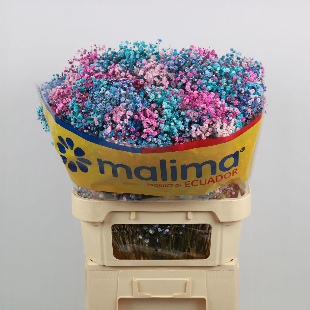 Срезанные цветы оптом Gyps large paint barbie от 50шт из Голландии с доставкой по России