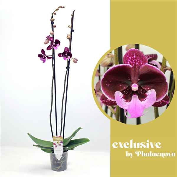 Горшечные цветы и растения оптом Phal 2st Hot Kiss (phalaenova) от 10шт из Голландии с доставкой по России