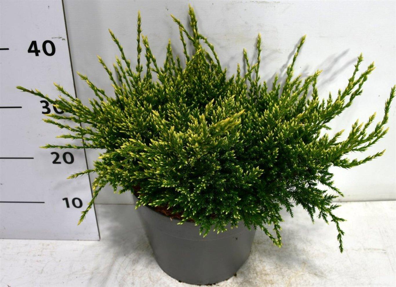 Горшечные цветы и растения оптом Juniperus Squa Holger On Stem от 1шт из Голландии с доставкой по России