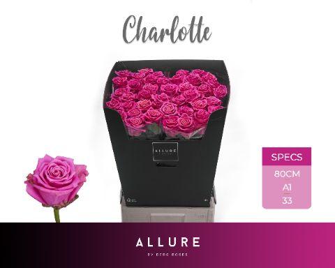 Срезанные цветы оптом Rosa large charlotte Allure от 40шт из Голландии с доставкой по России