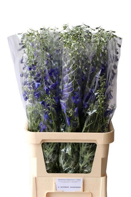 Срезанные цветы оптом Delphinium si bel volkerfrieden от 50шт из Голландии с доставкой по России
