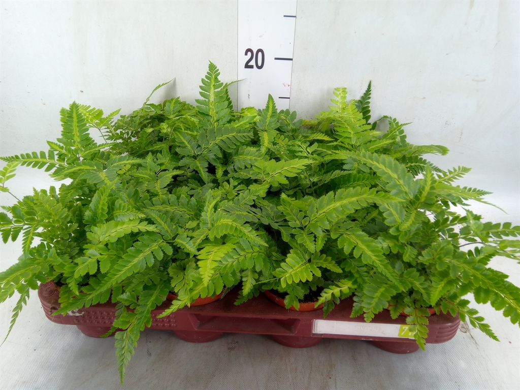 Горшечные цветы и растения оптом Ferns   ... от 12шт (для телеги) из Голландии с доставкой по России