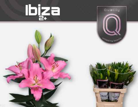 Срезанные цветы оптом Lilium or ibiza от 40шт из Голландии с доставкой по России