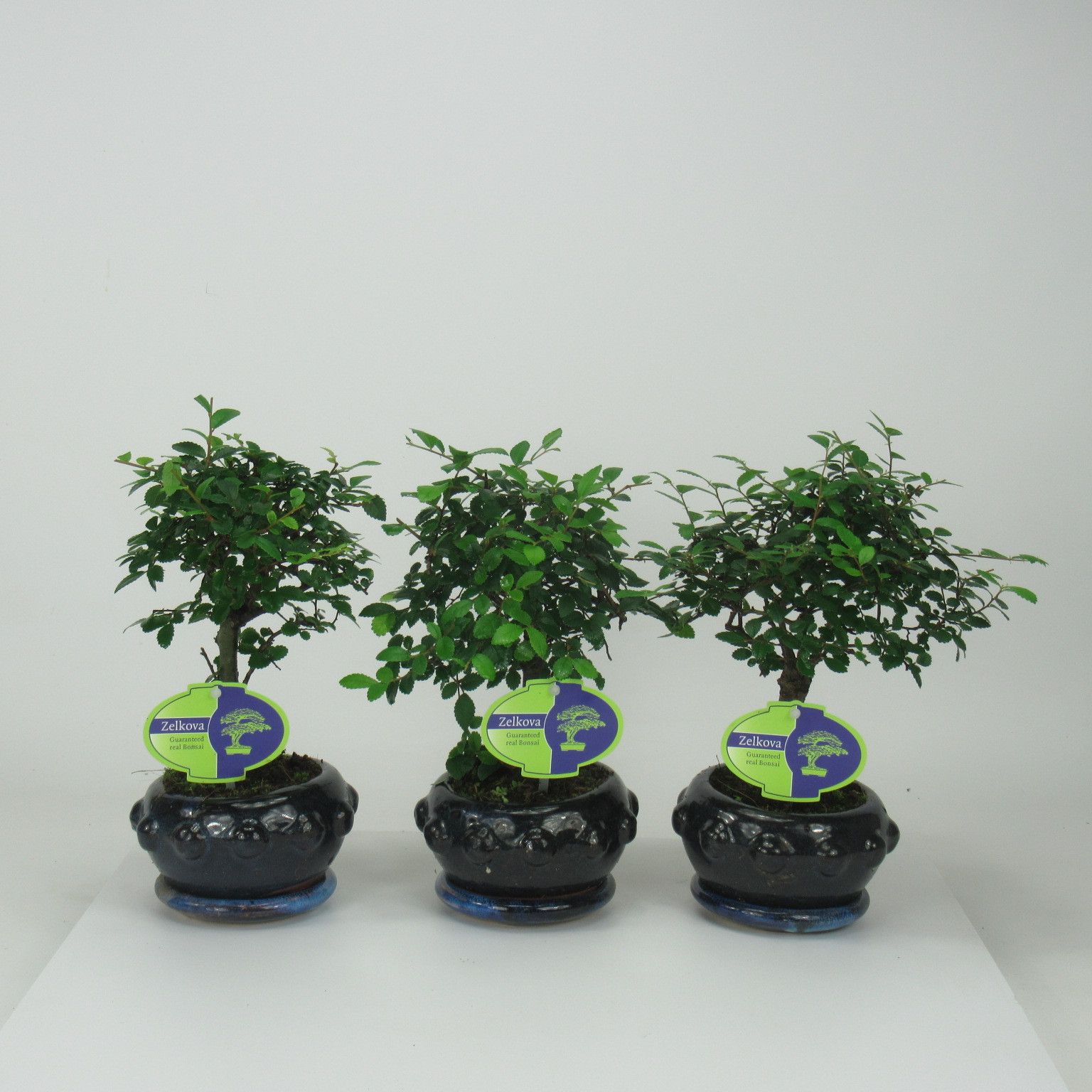 Горшечные цветы и растения оптом Bonsai Zelkova Parvifolia, 13cm., Broom, With Drip от 10шт из Голландии с доставкой по России