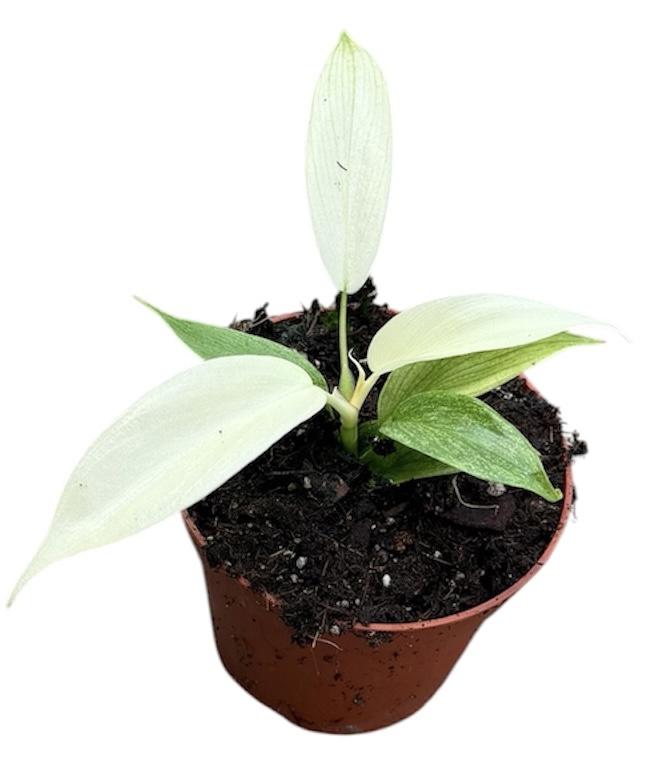 Горшечные цветы и растения оптом Philodendron Florida Ghost от 1шт (для телеги) из Голландии с доставкой по России