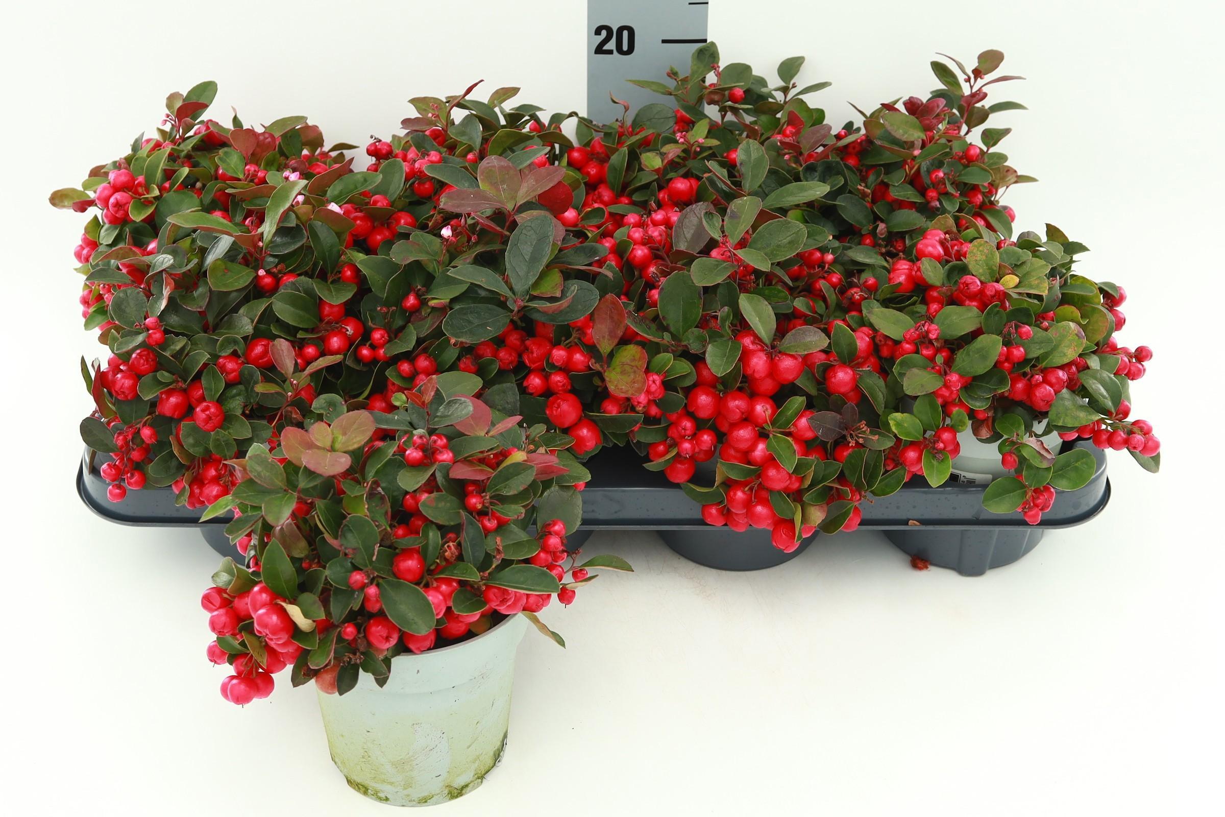 Горшечные цветы и растения оптом Gaulth Procumbens P13 от 8шт из Голландии с доставкой по России