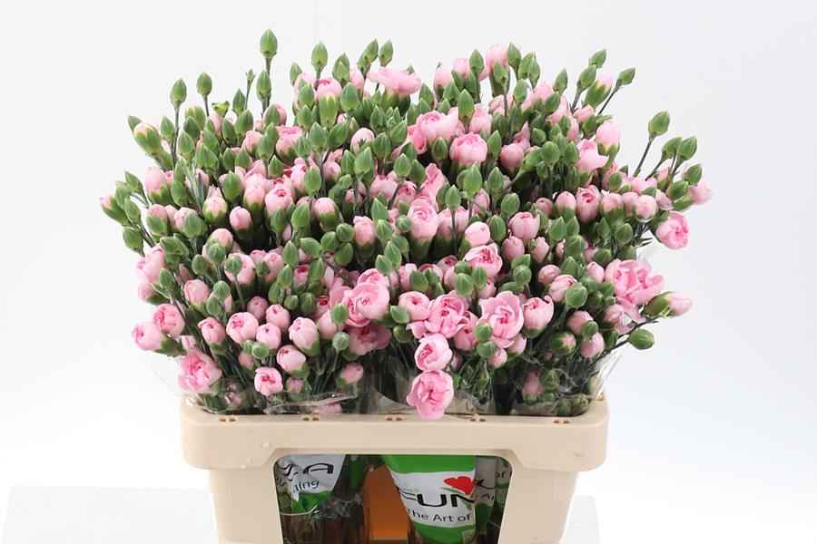 Срезанные цветы оптом Dianthus sp athena от 100шт из Голландии с доставкой по России