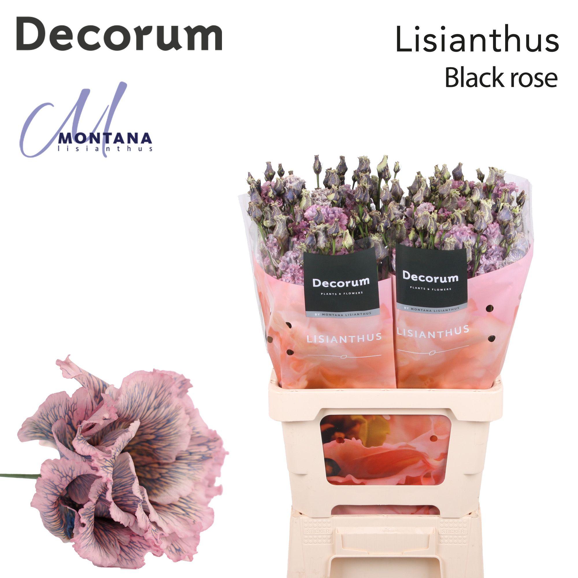 Срезанные цветы оптом Lisianthus do paint alissa black pink от 20шт из Голландии с доставкой по России