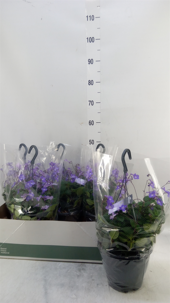 Горшечные цветы и растения оптом Streptocarpus Saxorum от 5шт из Голландии с доставкой по России