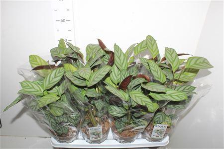 Горшечные цветы и растения оптом Ctenanthe Compactsta от 8шт из Голландии с доставкой по России