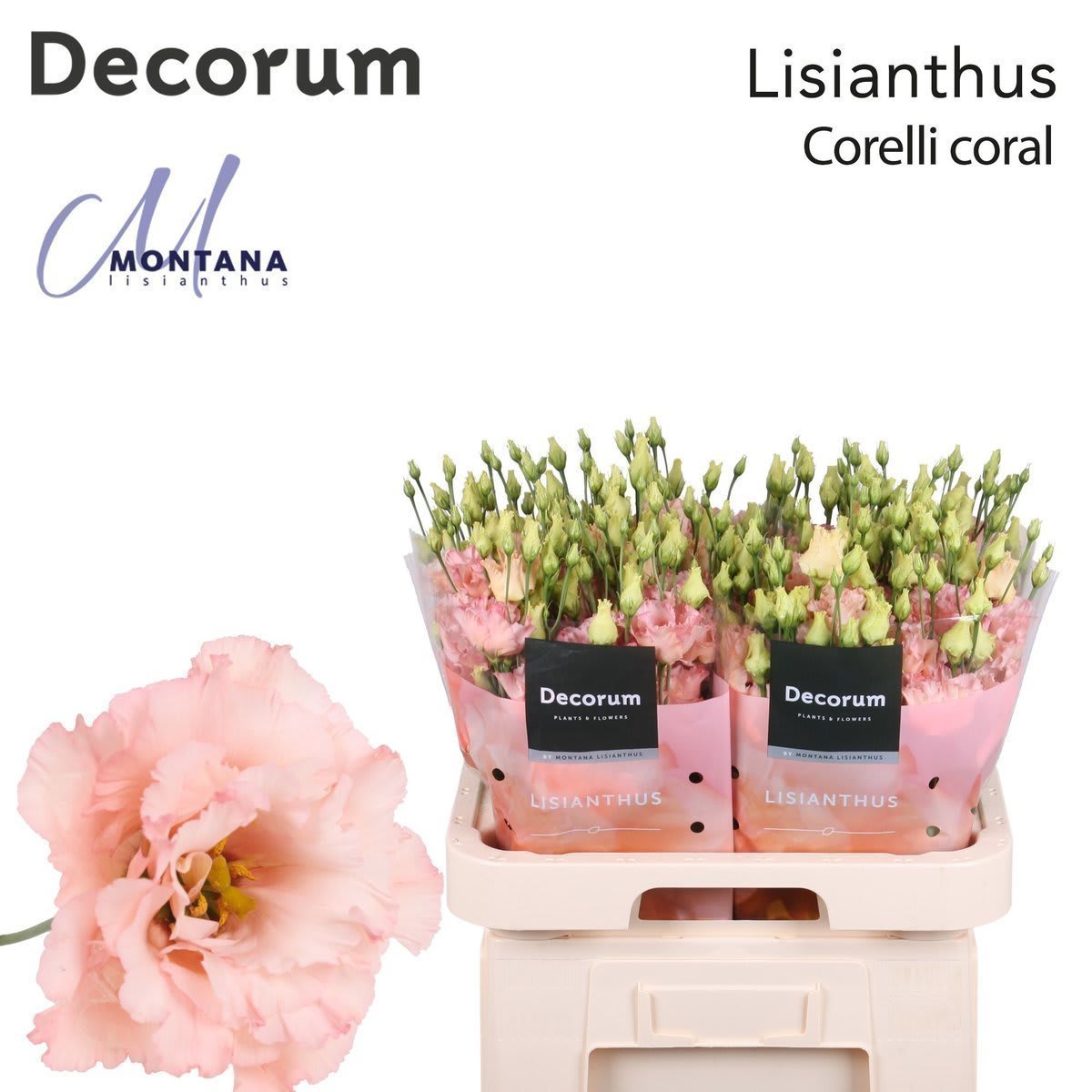 Срезанные цветы оптом Lisianthus do corelli coral от 40шт. из Голландии с доставкой по России