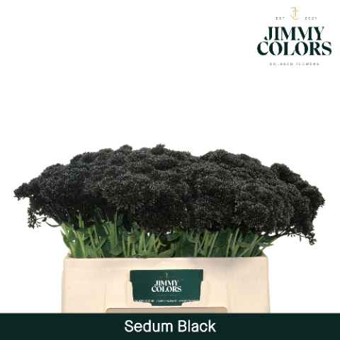 Срезанные цветы оптом Sedum paint black от 25шт из Голландии с доставкой по России
