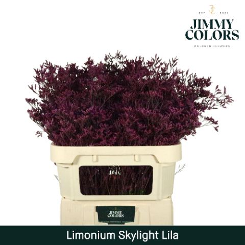 Срезанные цветы оптом Limonium paint lila от 75шт из Голландии с доставкой по России