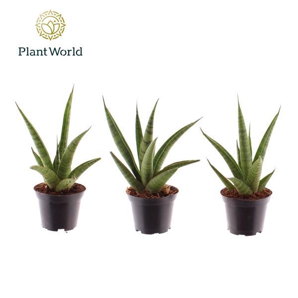 Горшечные цветы и растения оптом Sansevieria Pineapple (decorum) от 16шт (для телеги) из Голландии с доставкой по России