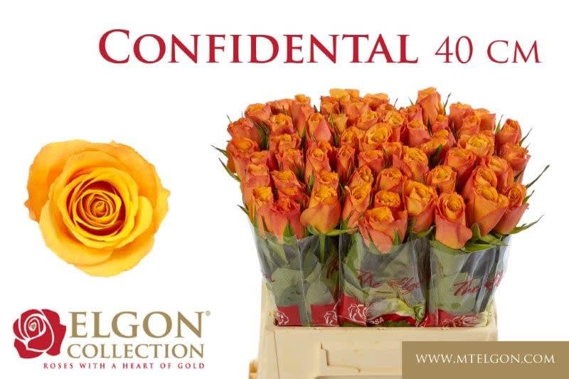 Срезанные цветы оптом Rosa large confidential от 60шт из Голландии с доставкой по России