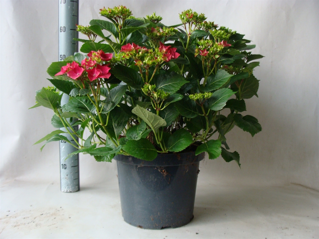 Горшечные цветы и растения оптом Hydrangea Mac.   ... от 1шт из Голландии с доставкой по России