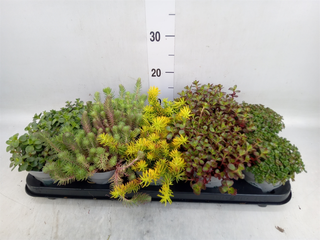 Горшечные цветы и растения оптом Sedum   ... от 10шт из Голландии с доставкой по России