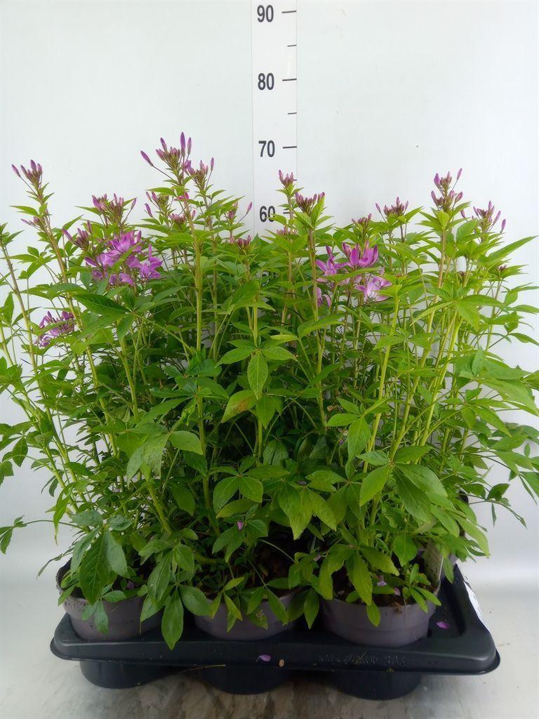 Горшечные цветы и растения оптом Cleome от 6шт из Голландии с доставкой по России