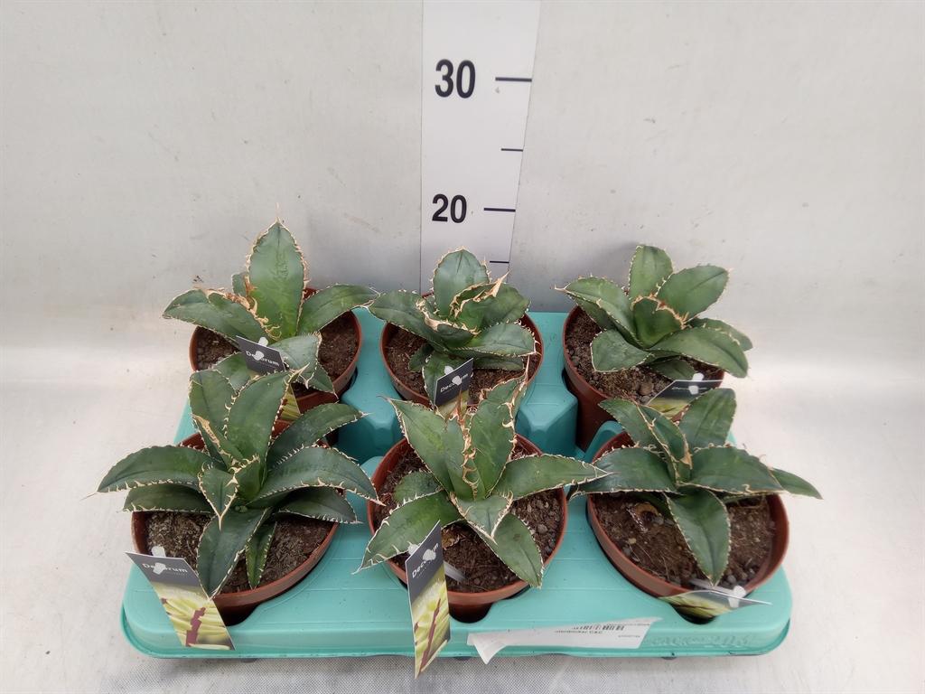 Горшечные цветы и растения оптом Agave   ... от 6шт из Голландии с доставкой по России