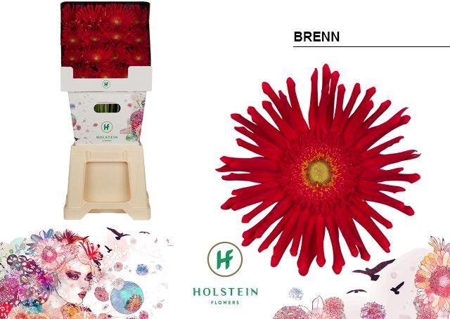 Срезанные цветы оптом Gerbera diamond gerpasta brenn от 45шт из Голландии с доставкой по России