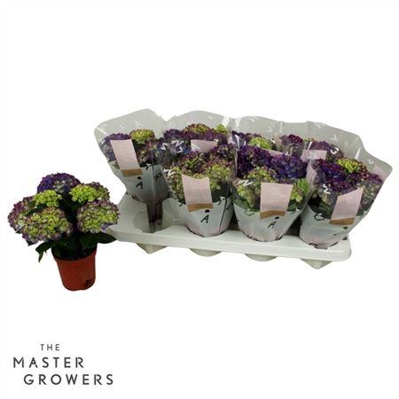 Горшечные цветы и растения оптом Hydrangea Ma Tabletensia Lila 5+ от 8шт из Голландии с доставкой по России Горшечные цветы и растения оптом Hydrangea Ma Tabletensia Lila 5+ от 8шт из Голландии с доставкой по России