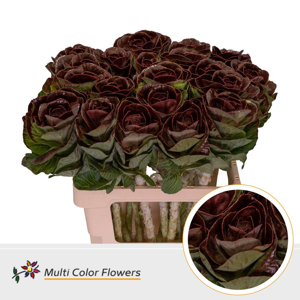 Срезанные цветы оптом Brassica paint bordeaux от 20шт из Голландии с доставкой по России