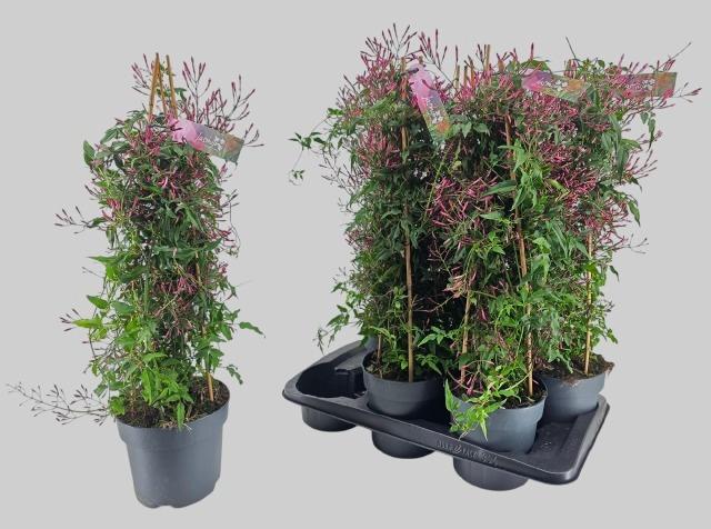 Горшечные цветы и растения оптом Jasm Polyanthum Rz от 6шт из Голландии с доставкой по России