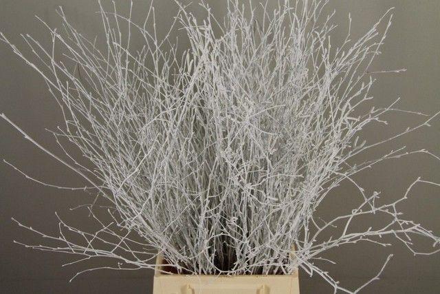 Срезанные цветы оптом Betula paint white от 20шт из Голландии с доставкой по России