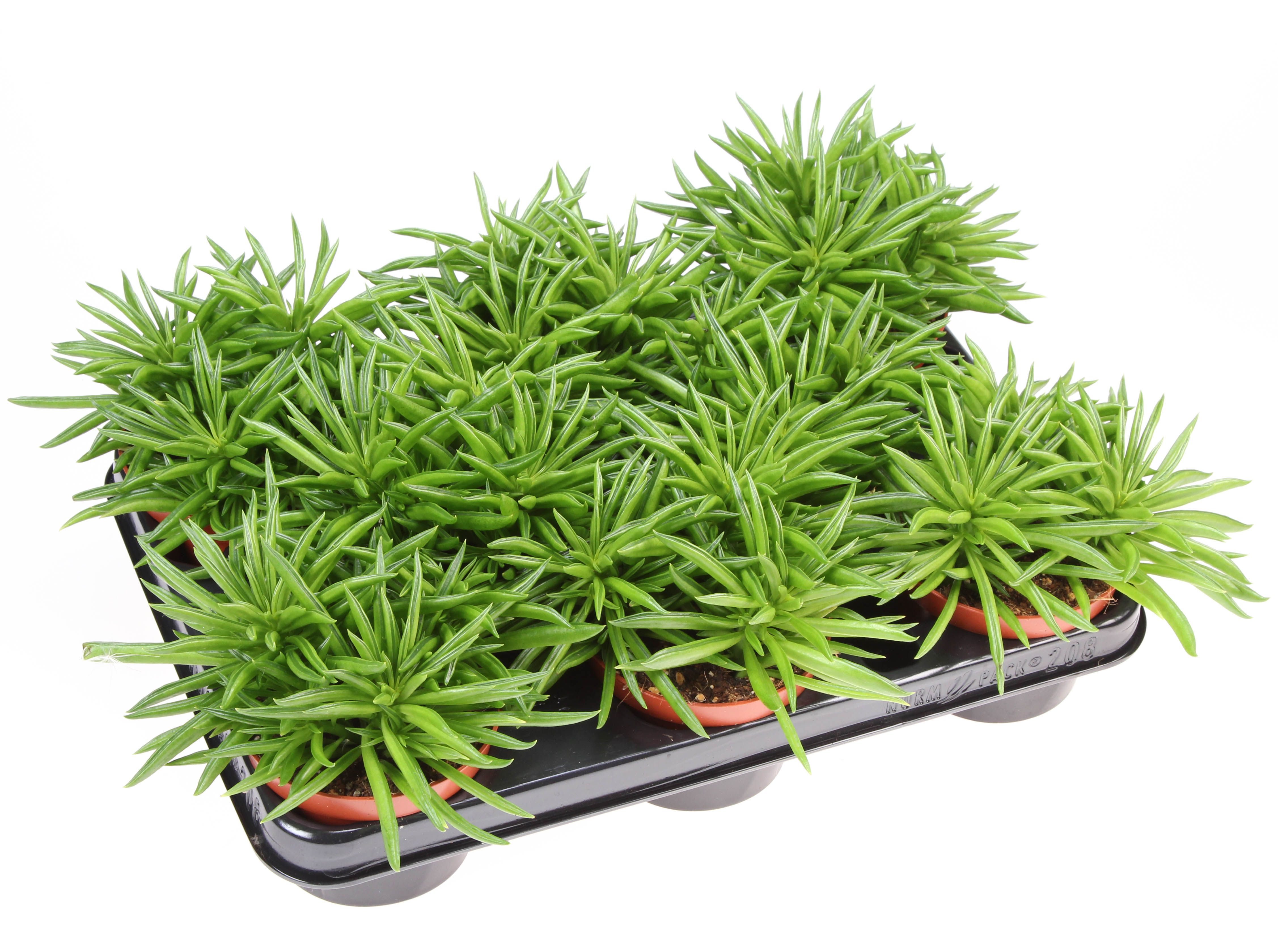 Горшечные цветы и растения оптом Peperomia Happy Bean от 8шт из Голландии с доставкой по России