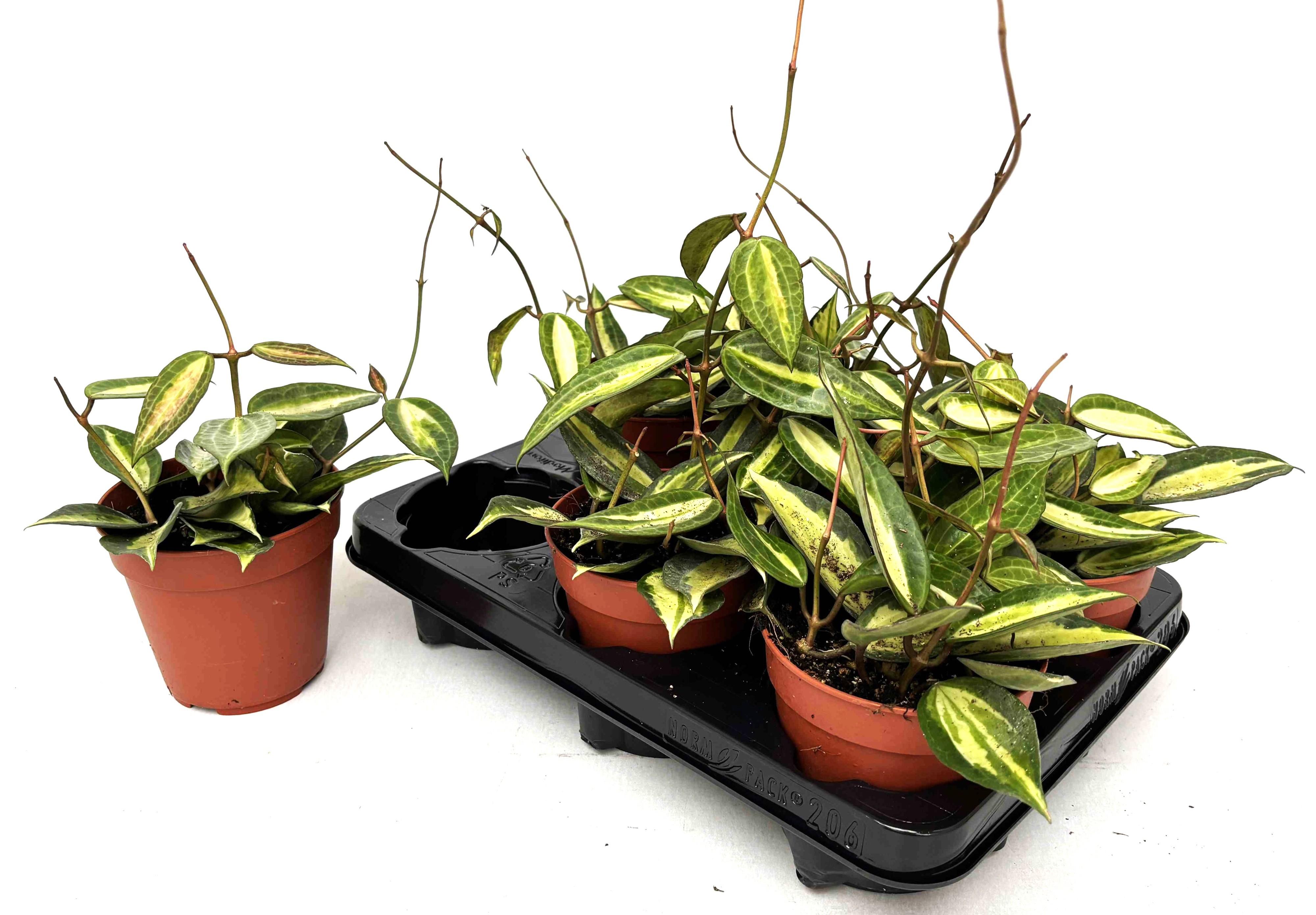 Горшечные цветы и растения оптом Hoya Ov от 6шт из Голландии с доставкой по России