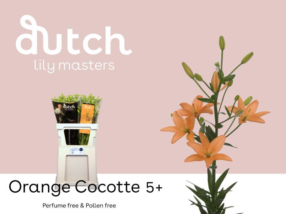 Срезанные цветы оптом Lilium as orange cocotte от 60шт из Голландии с доставкой по России