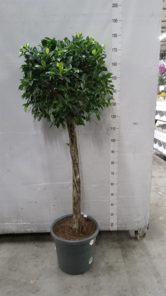 Горшечные цветы и растения оптом Ficus ... от 1шт из Голландии с доставкой по России