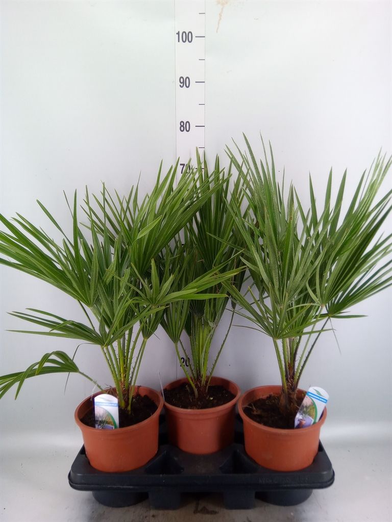 Горшечные цветы и растения оптом Chamaerops Humilis от 3шт из Голландии с доставкой по России